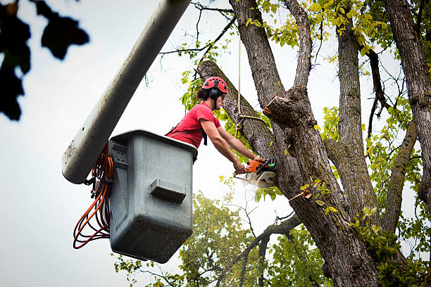 How Our Tree Care Process Works  in Reedsburg, WI